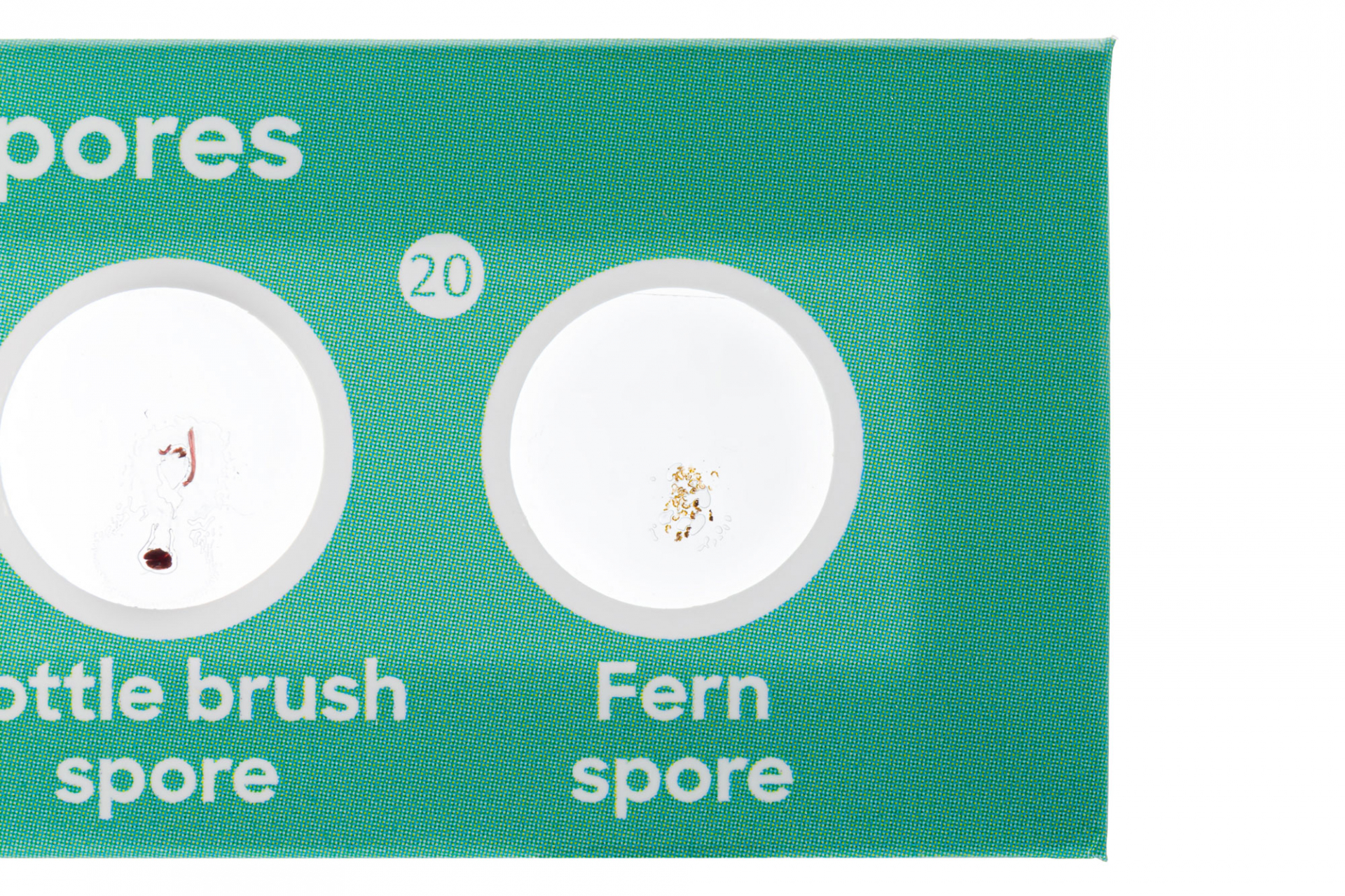 Подготвени проби Levenhuk Discovery Flora 12 Подготвени проби Levenhuk Discovery Flora 12 - Image 4