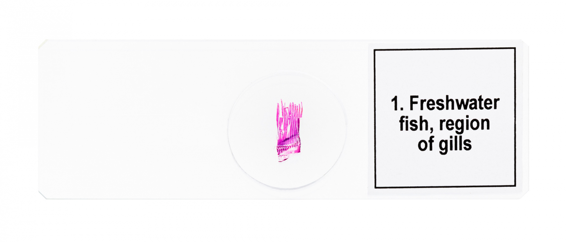 Набор от микропрепарати Discovery Prof DPS 5. „Земноводни“ Набор от микропрепарати Discovery Prof DPS 5. „Земноводни“ - Image 5