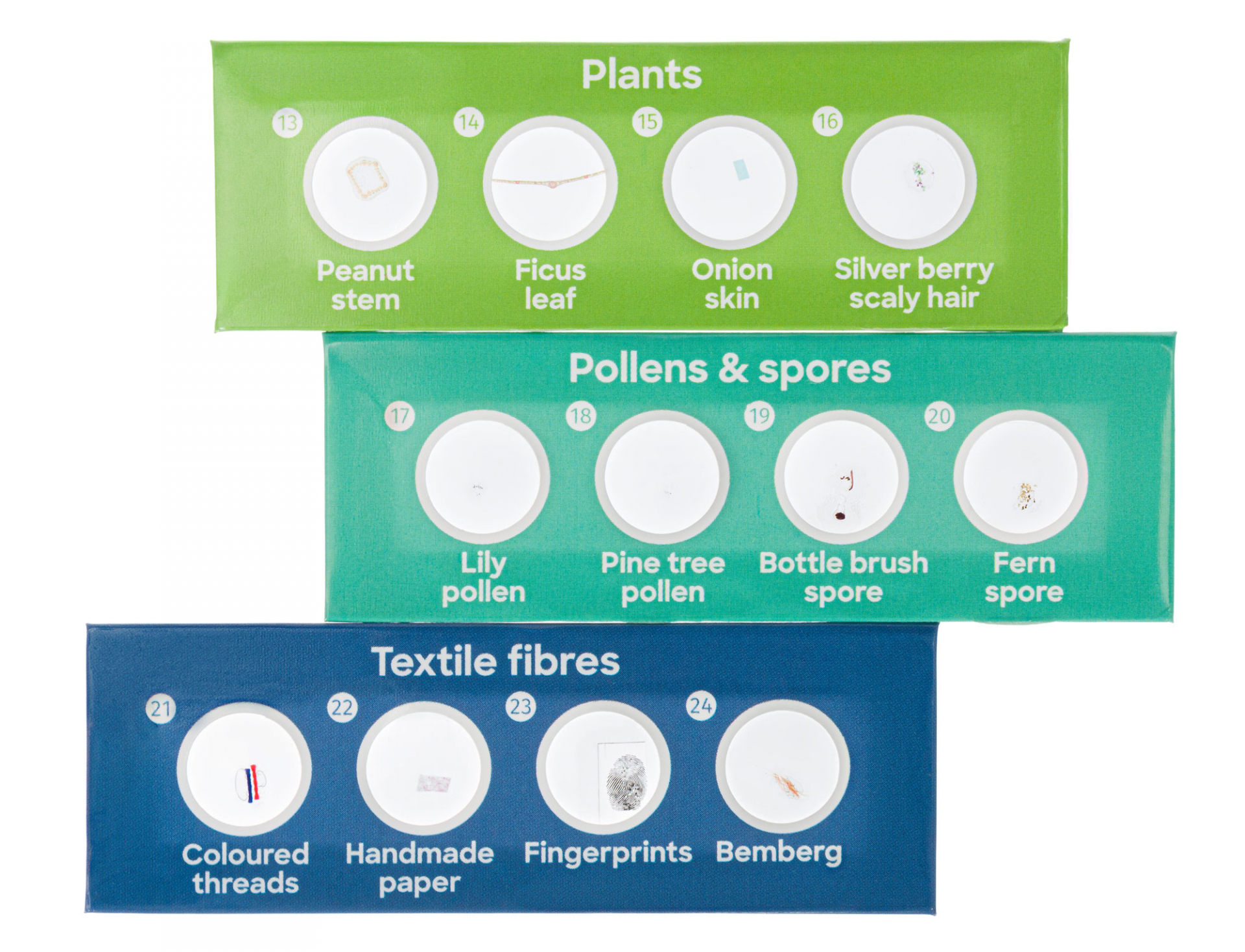 Подготвени проби Levenhuk Discovery Flora 12 Подготвени проби Levenhuk Discovery Flora 12 - Image 6